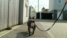 Dogs Behaving Very Badly S07E02 1080p MY5 WEB-DL AAC2 0 H 264-RAWR EZTV