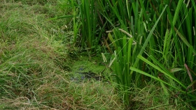 Dogs With Extraordinary Jobs S01E02 1080p WEB H264-CBFM EZTV