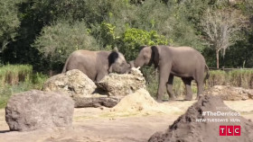 Doubling Down With the Derricos S03E08 Derricos Do Disney 720p HEVC x265-MeGusta EZTV