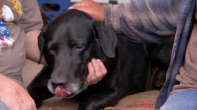 Dr Jeff Rocky Mountain Vet S06E05 Runaway Dog WEBRip x264-CAFFEiNE EZTV