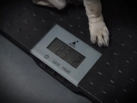 Dr Oakley Yukon Vet S11E02 480p x264-mSD EZTV