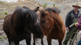 Dr Oakley Yukon Vet S11E05 1080p HEVC x265-MeGusta EZTV