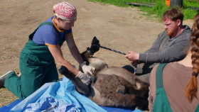 Dr Oakley Yukon Vet S11E08 1080p WEB h264-EDITH EZTV