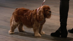 Dragons Den UK S19E08 1080p HEVC x265-MeGusta EZTV