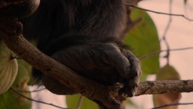 Dynasties S01E01 Chimpanzee 720p AMZN WEB-DL DDP5 1 H 264-NTb EZTV