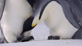 Dynasties S01E02 720p WEB x265-MiNX EZTV