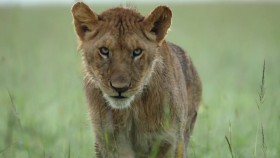 Dynasties S01E03 720p HDTV x265-MiNX EZTV