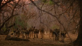 Dynasties S01E04 720p WEB x265-MiNX EZTV