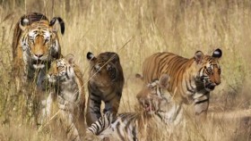 Dynasties S01E05 720p WEB x265-MiNX EZTV