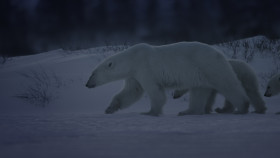 Earth at Night in Color S02 2160p ATVP WEB-DL x265 10bit HDR DDP5 1 Atmos-KOGi EZTV