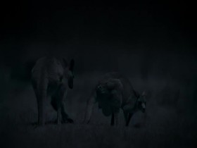 Earth at Night in Color S02E03 480p x264-mSD EZTV