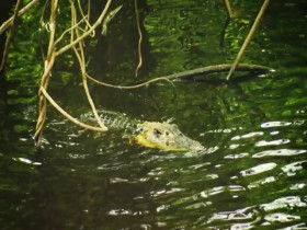 Earth Odyssey With Dylan Dreyer S03E31 480p x264-mSD EZTV