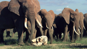 Earth Odyssey With Dylan Dreyer S04E28 1080p WEB h264-DiRT EZTV