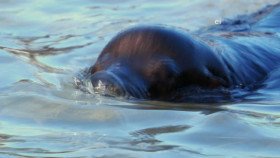 Earth Odyssey With Dylan Dreyer S04E36 1080p WEB h264-DiRT EZTV