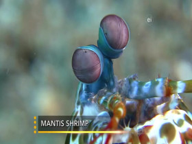 Earth Odyssey With Dylan Dreyer S05E06 480p x264-mSD EZTV