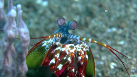 Earth Odyssey With Dylan Dreyer S05E06 XviD-AFG EZTV