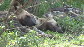 Earth Odyssey With Dylan Dreyer S05E07 XviD-AFG EZTV