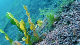 Earth Odyssey With Dylan Dreyer S05E12 720p WEB h264-DiRT EZTV