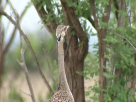 Earth Odyssey With Dylan Dreyer S05E18 480p x264-mSD EZTV