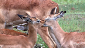 Earth Odyssey With Dylan Dreyer S06E07 1080p WEB h264-DiRT EZTV