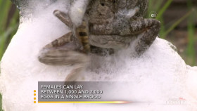 Earth Odyssey With Dylan Dreyer S06E13 1080p HEVC x265-MeGusta EZTV