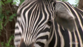 Earth Odyssey With Dylan Dreyer S06E22 720p WEB h264-DiRT EZTV