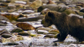 Eden Untamed Planet S01E06 1080p HEVC x265-MeGusta EZTV