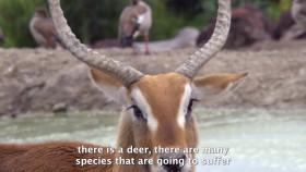 El Futuro del Planeta S01E02 Wildlife Conservation SUBBED 1080p WEB H264-DARKFLiX EZTV