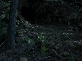 Expedition Bigfoot S01E08 The Final Hours 480p x264 mSD eztv