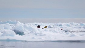 Expedition with Steve Backshall S01E07 Arctic Frozen Frontier 720p WEB h264-LiGATE EZTV