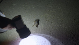 Expedition X S09E03 1080p WEB h264-FREQUENCY EZTV