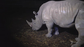 Extreme Animal Transport S01E02 1080p HDTV H264-CBFM EZTV