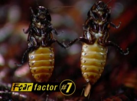 Fear Factor S03E29 WEB x264-TASTETV EZTV