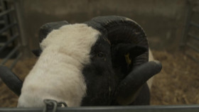 Fletchers Family Farm S02E07 REPACK 1080p WEB h264-CODSWALLOP EZTV