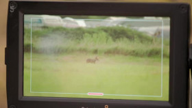 Foxes Their Secret World S01E01 XviD-AFG EZTV