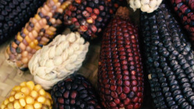 From the Root S01E02 1080p WEB h264-EDITH EZTV