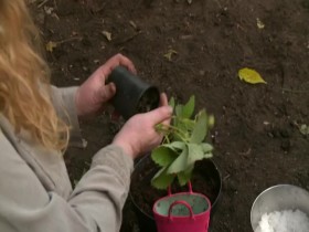 Garden Rescue S03E06 480p x264-mSD EZTV