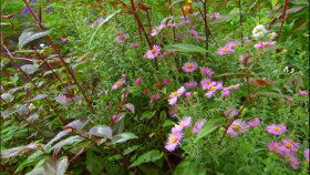 Garden Secrets S01E01 XviD-AFG EZTV