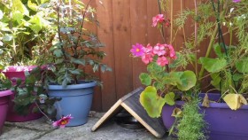Gardeners World S53E29 720p WEB-DL h264 EZTV