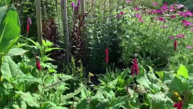 Gardeners World S53E33 1080p HDTV H264-DARKFLiX EZTV