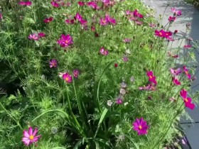 Gardeners World S53E33 480p x264-mSD EZTV