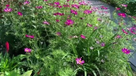 Gardeners World S53E33 720p HDTV x264-DARKFLiX EZTV