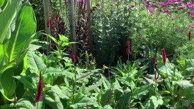 Gardeners World S53E33 XviD-AFG EZTV