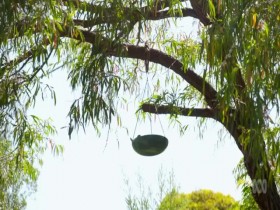 Gardening Australia S32E03 480p x264-mSD EZTV
