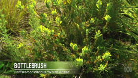 Gardening Australia S32E37 XviD-AFG EZTV