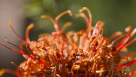 Gardening Australia S33E08 XviD-AFG EZTV