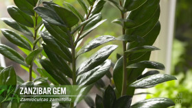 Gardening Australia S33E23 720p HDTV x264-CBFM EZTV