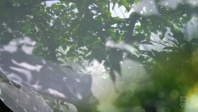 Gardening Australia S33E25 720p HDTV x264-CBFM EZTV