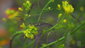 Gardening Australia S33E32 1080p HDTV H264-CBFM EZTV