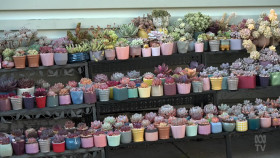 Gardening Australia S34E25 1080p HDTV H264-CBFM EZTV